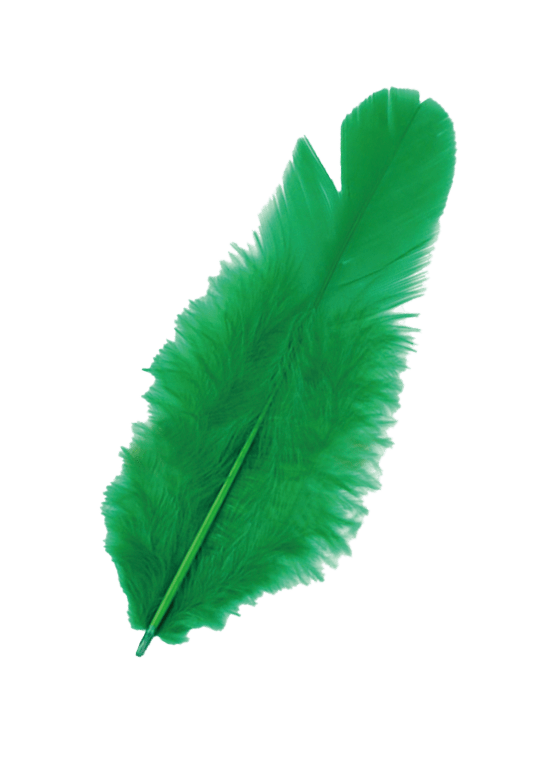 緑の羽の写真