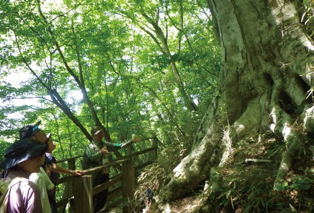 和泉葛城山のブナの木を見る人たちの画像
